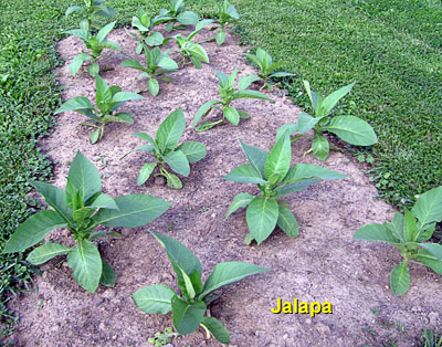 Garden20130614_679_Jalapa_400.jpg