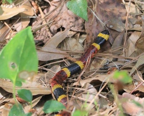 CoralSnake_NPS_500.jpg