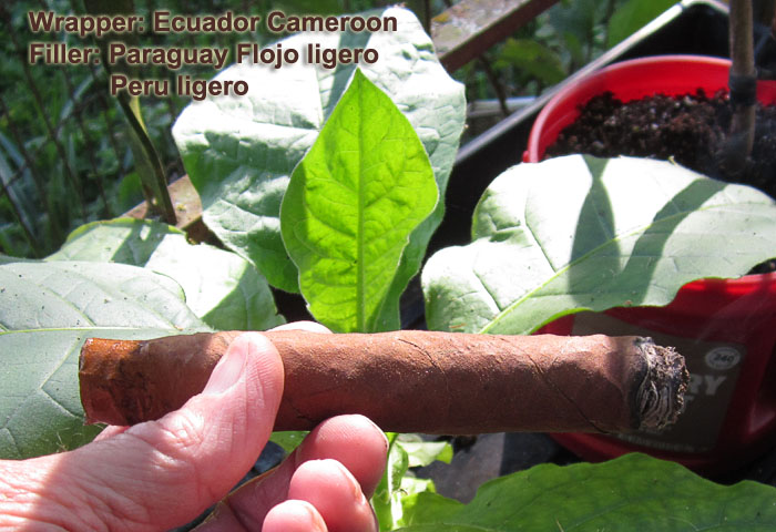 Garden20200905_5394_cigar_wakeupCall_700.jpg