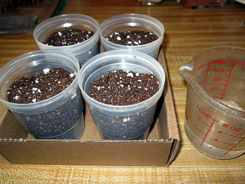 Garden20240302_7308_germinationCups_soil_500.jpg