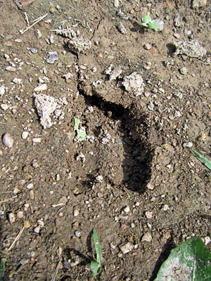 Garden20150618_1839_deerPrint_300.jpg