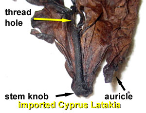 Latakia20140915_1556_iimportedLatakia_stemDetail_300.jpg