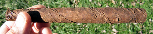 Garden20131128_1071_MataFinaCigar_500.jpg