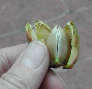 Open%20end%20shell.jpg