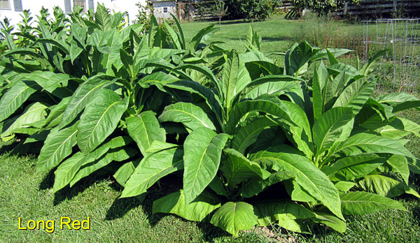 Garden20150816_2032_LongRed_bed_600.jpg