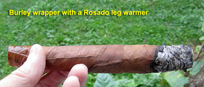 Garden20190710_4531_cigar_burleyWithRosadoLegWarmer_700.jpg