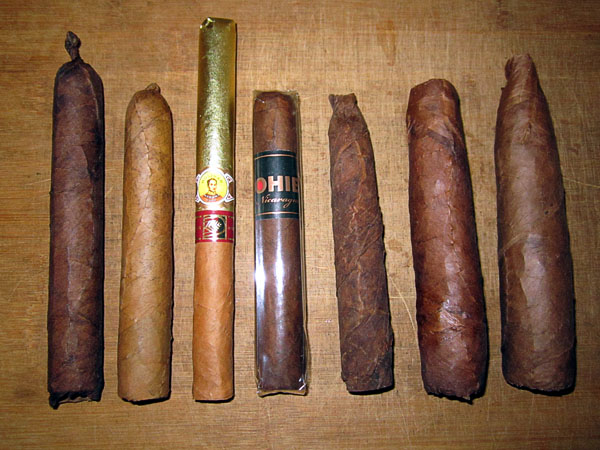 Garden20180209_3377_cigars_10thOfSecond_600.jpg