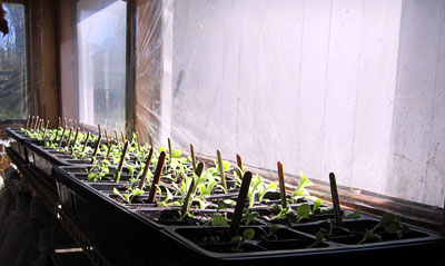 Garden20170408_2545_1020Trays_400.jpg
