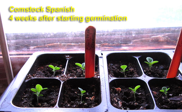 Garden20240331_7332_ComstockSpanish_4wk_seedlings_600.jpg