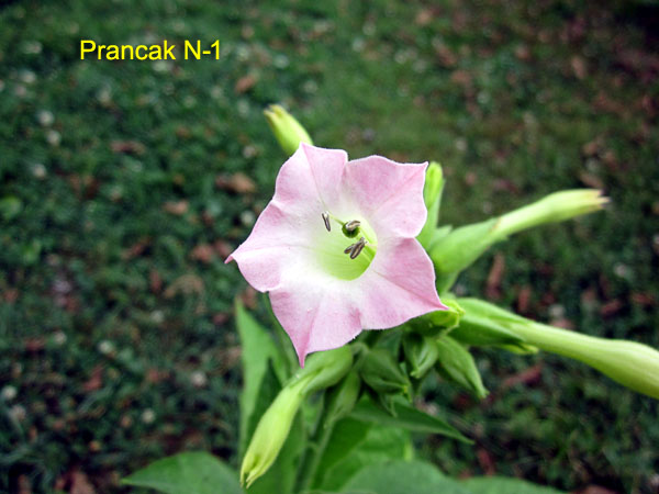 Garden20170726_2906_PrancakN1_blossom_600.jpg