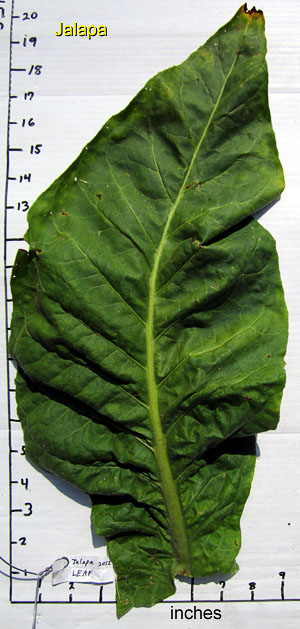 Garden20120730_428_Jalapa_leafSize_300.jpg