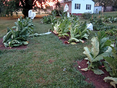 Garden20120702_278_BlowdownsAll_Close_400.jpg