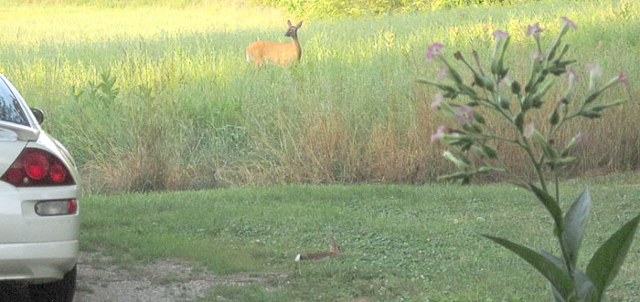 Garden20210728_5924_cottonTail_whiteTail_700.jpg