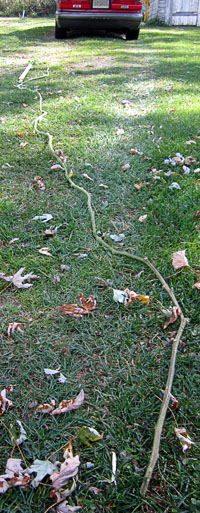 Garden20141027_1618_18footTomato_200.jpg