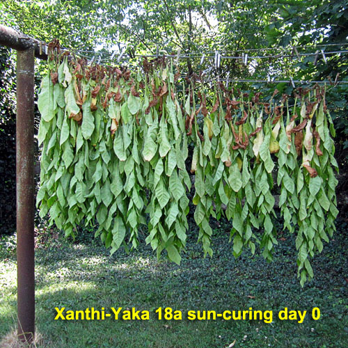 Garden20230724_7179_XanthiYaka18a_sunCuring_day00_500.jpg