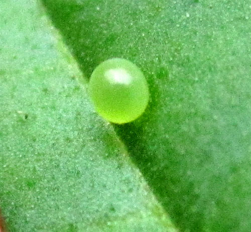 Garden20140625_1262_pestFest_hornwormEgg_closeup_500.jpg