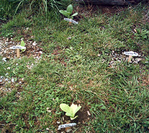 Garden_20110805_02_DrivewayTobacco_Start_300.jpg