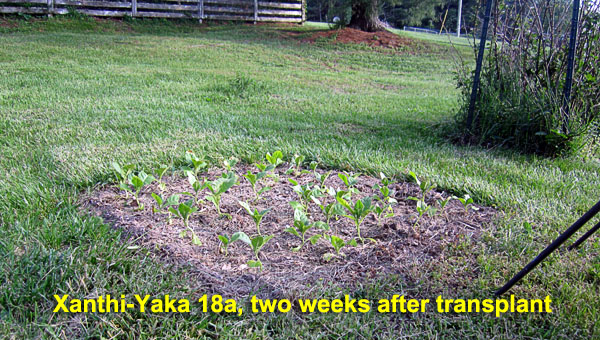 Garden20230511_6966_XanthiYaka18a_2weeks_600.jpg