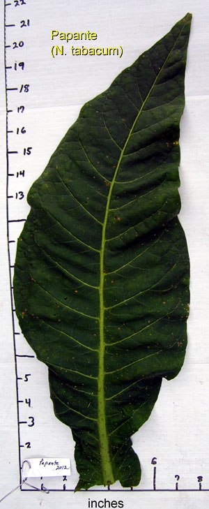 Garden20120804_437_Papante_leafSize_300.jpg