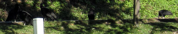 Garden20151018_2140_vultures_inShadow_closeup_600.jpg