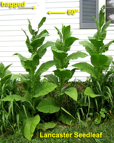 Garden20190718_4555_LancasterSeedleaf_plant_400.jpg