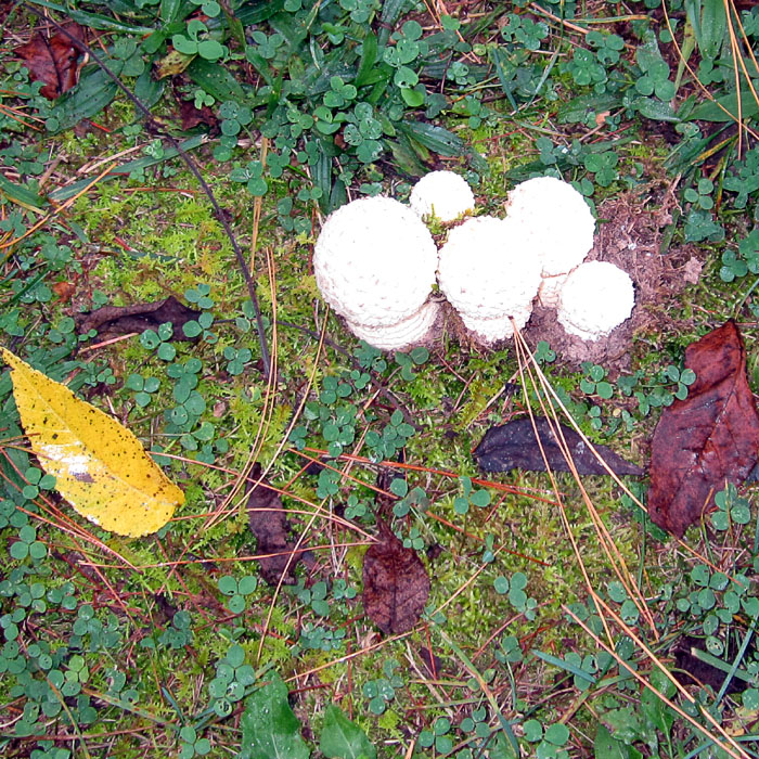 Garden20211016_6083_mushroom_b_700square_72dpi.jpg