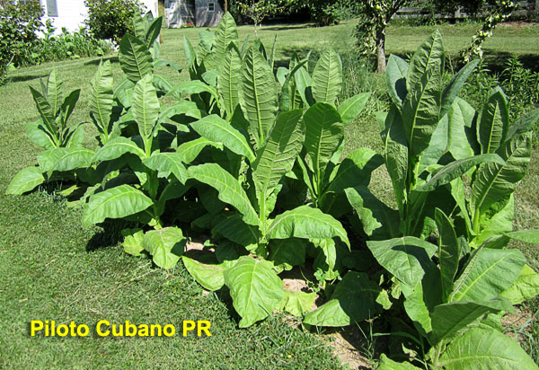 Garden20190714_4544_PilotoCubanoPR_bed_600.jpg