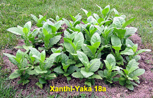 Garden20230531_7010_XanthiYaka18a_bed_500.jpg