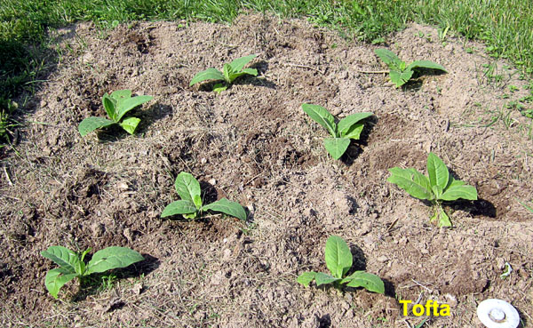 Garden20230521_6988_Tofta_bed_600.jpg