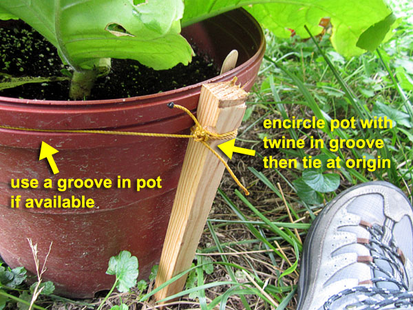 Garden20220627_6498_stakingPottedPlant04_encircled_600.jpg
