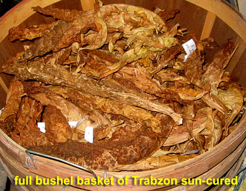 Garden20210825_6021_Trabzon_inBushelBasket_500.jpg