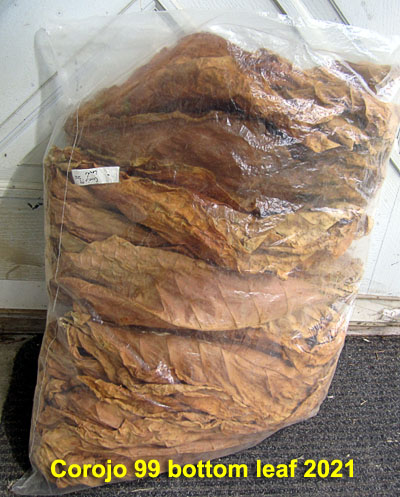 Garden20220703_6519_Corojo99_bottomLeaf2021_inBag_400.jpg
