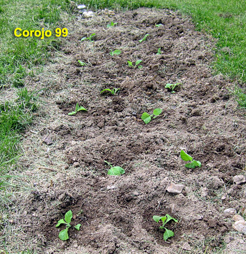 Garden20230507_6960_Corojo99_bed_500.jpg