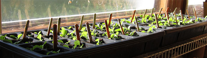 Garden20190401_4207_seedlingsInTrays_700.jpg