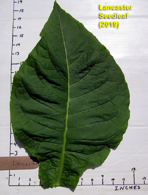 Garden20190729_4576_leafSize_LancasterSeedleaf_500.jpg