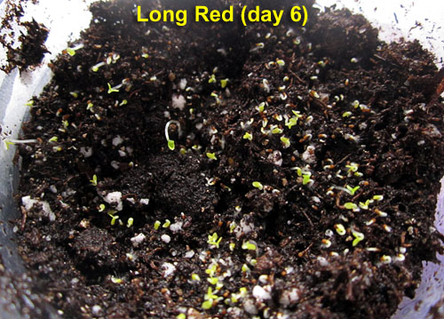 Garden20240307_7319_germinationCups_LongRed_germinated_500.jpg