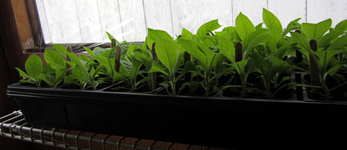 Garden20170504_2599_1020TraysC_500.jpg