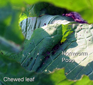 Garden20120721_394_hornwormPoop_thruLeafHole_300.jpg