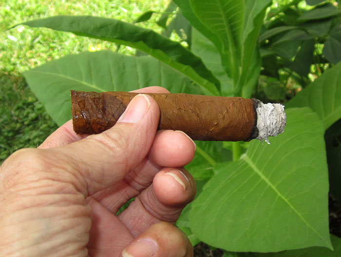 Garden20240721_7408_cigar_WLT_CTShade_700.jpg