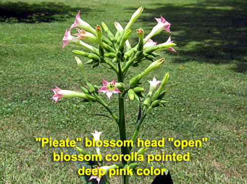 Garden20220707_6525_Pieate_blossomHead_500.jpg