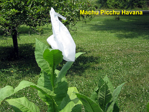 Garden20220702_6516_MachuPicchu_bagged_600.jpg