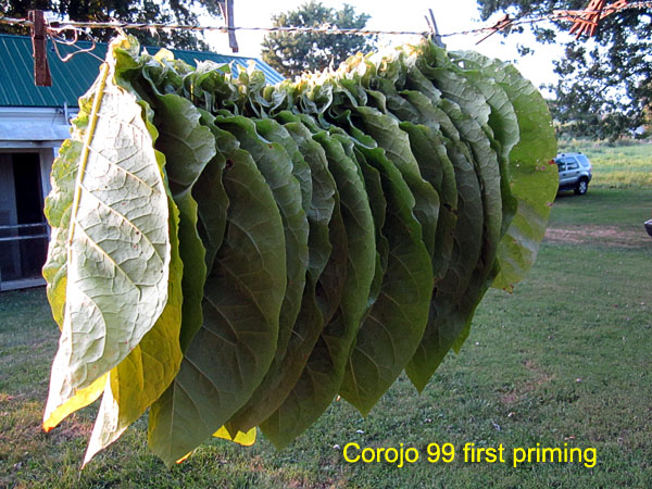 Garden20170726_2915_Corojo99_1stPriming_600.jpg