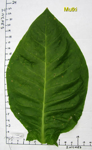 Garden20120809_446_Mutki_leafSize_300.jpg