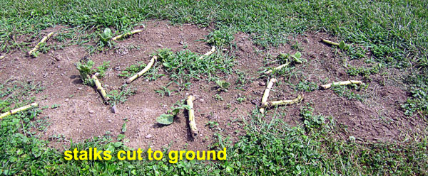 Garden20210822_6000_suckerComparison_stalksCut_600.jpg