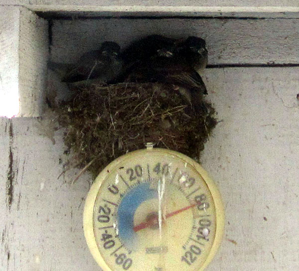 Garden20230521_6992_TowheeNest_fromWindow_600.jpg