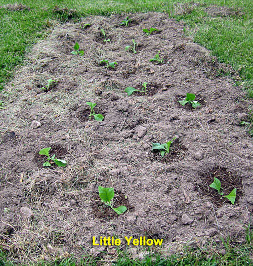 Garden20230507_6963_LittleYellow_bed_500.jpg