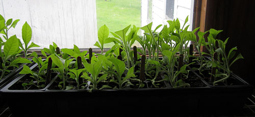 Garden20170504_2601_1020TraysA_500.jpg