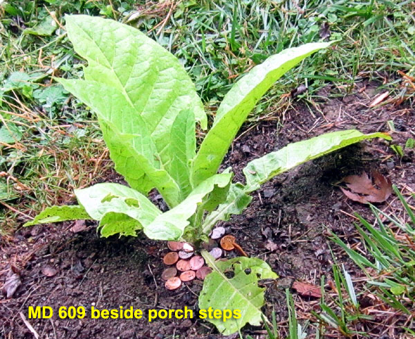 Garden20230620_7040_MD609_porch_pennies_600.jpg