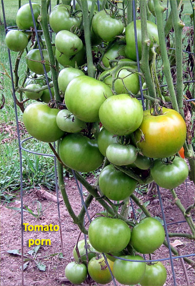 Garden20180731_3719_tomatoPorn_400.jpg