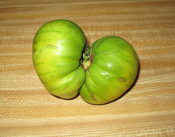 Garden20180907_3891_GermanGreenTomato_top_600.jpg